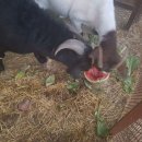 주미 농장 이미지