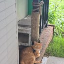 엔젤코바 이미지