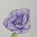 꽃그림 보타니컬 색연필화 이미지