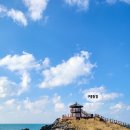 제주 돌고래 이미지