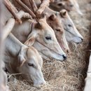 친환경한우농장 이미지