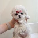 여기는 펫샵 | 김포펫샵 수입미니비숑 입양후기