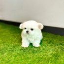 해피애견 이미지