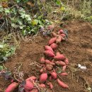 강화섬농장 | 강화농장에서 아이들과 함께 고구마캐기 체험