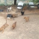 우정진도개 이미지