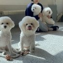 멍돌핀 이미지