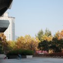 코코로브래드 이미지