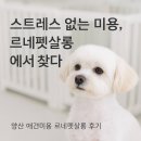 펫살롱 | 스트레스 없는 양산애견미용 르네펫살롱 방문 후기