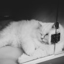 동원동물병원 이미지