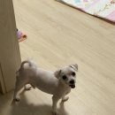 고산 도그맘펫 이미지