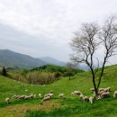 푸른목장 이미지