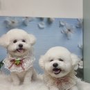 도당애견 이미지