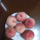 그리미농원 대극천복숭아 딱딱이 후기