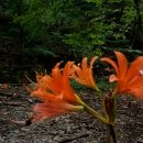 권성동 이재명 엮으면 KH그룹은 봐주는 대가로 48억 받았다? 필리핀 차관사업도 외압을 행사했어? 대단한 심해어녀석이구만... 이미지