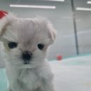 미유펫 강아지분양 고양이분양 전주점 이미지