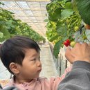 장대길 | 이한농원 딸기따기체험｜18개월 아기랑 체험농장 솔직후기