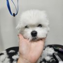 댕빨멍빨 애견미용실 | 의정부애견미용 말티폼 전체미용 가보자~