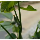 호두나무 이미지