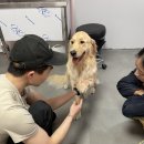 도그헬퍼 이미지