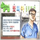 더바른동물병원 네이버블로그