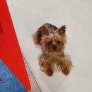 어니스트 동물병원 이미지