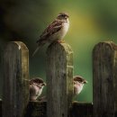 우리방앗간 이미지