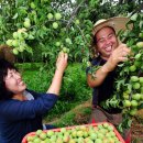 김연화농장 이미지