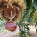 김성곤농장 이미지