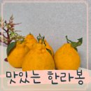 또,봄이네 | 봄이네감귤 고당도 제주한라봉 설선물세트 후기