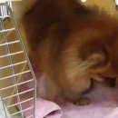 써클켄넬 이미지