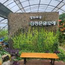 제주 여행: 김정문알로에, 알로에 숲, 알로에 식물원 이미지