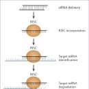 (주)아이오바이오 | [바이오] RNA 치료제를 주목하는 이유(feat. RNAi 원리)