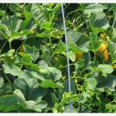 주식회사 쓰리앤바이오 이미지