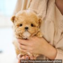 디디펫 수원강아지분양 이미지