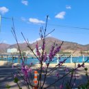 복사꽃공원 이미지