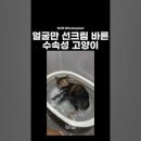 물속에서 물장구까지 치는 수속성 고양이 이미지