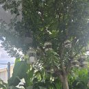 Mr.goat(미스터고트)