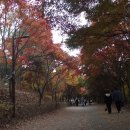 독립기념관 단풍나무숲길 이미지