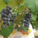 해병농원 이미지