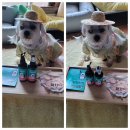 주식회사 미미펫 이미지