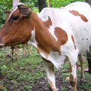 한우가 최고야 이미지