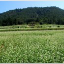 메밀꽃필무렵 이미지