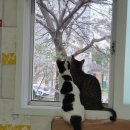 낭만고양이 이미지