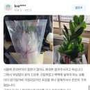 꽃눈개비플라워