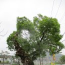 외삼동(대전시 유성구) 돌아보기(19 04 30 ) 이미지