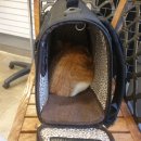 오렌지 동물병원 이미지