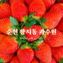 순천 왕지동 과수원 과일 가게 신선한 과일 맛집 과일 바구니 주문 및 배달 가능한 곳