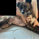 24시굿케어동물의료센터 이미지