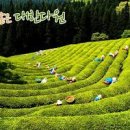 국내 여름휴가지 보성여관 등 전남 보성여행 이미지