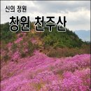 천상의 화원 창원 천주산 진달래산행 이미지